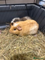 Guinea Pig rodents 8 week old guinea pig baby boys home reared! - Advert 14