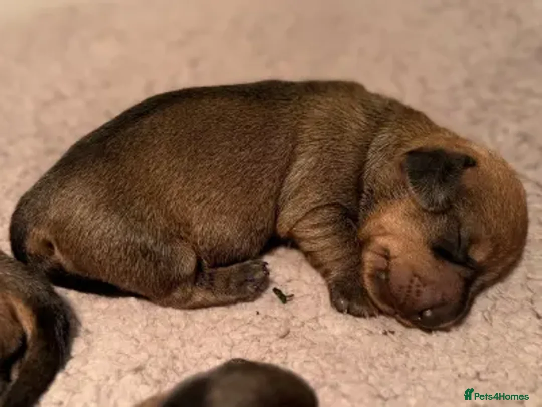 Miniature Dachshund dogs for sale: Stunning Mini Wirehaired Wild Boar Boy available - Advert 4
