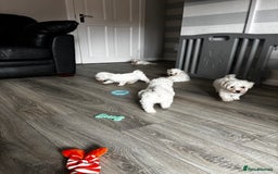 Bichon Frise dogs for sale: Bichon Frise Puppies - Image 11
