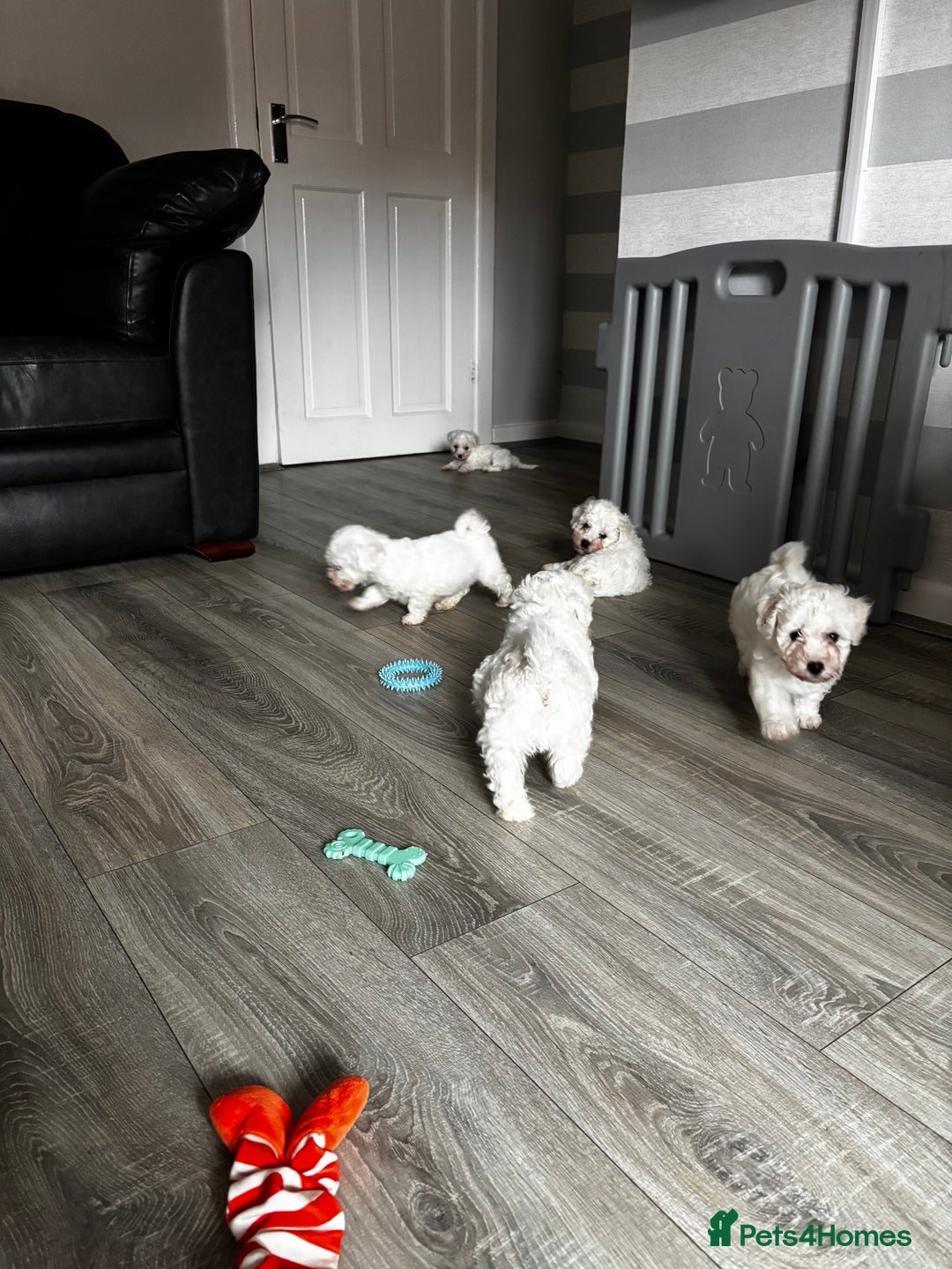 Bichon Frise dogs for sale: Bichon Frise Puppies - Image 11