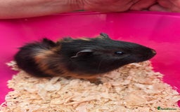 Guinea Pig rodents for sale: 3 baby boy Guinea pigs  - Image 3