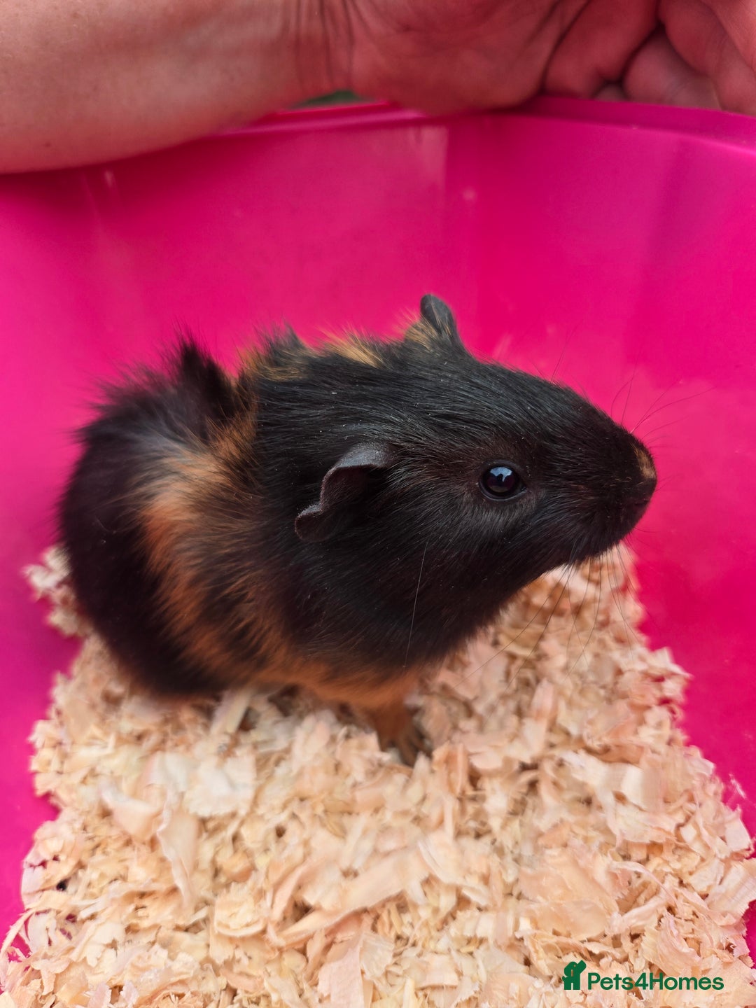 Guinea Pig rodents for sale: 3 baby boy Guinea pigs  - Image 3