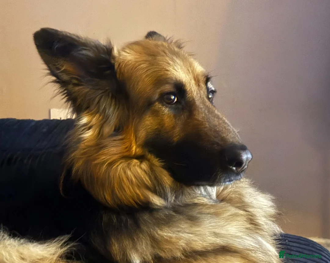 German Shepherd dogs for sale: German shepherd  in King's Lynn - Advert 4