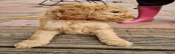 Goldendoodle dogs for sale: READY NOW Last Remaining F2b Goldendoodle puppies  - Advert 16