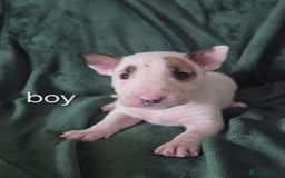 English Bull Terrier dogs for sale: Ready to leave now 7 English Bullterrier puppys - Image 28