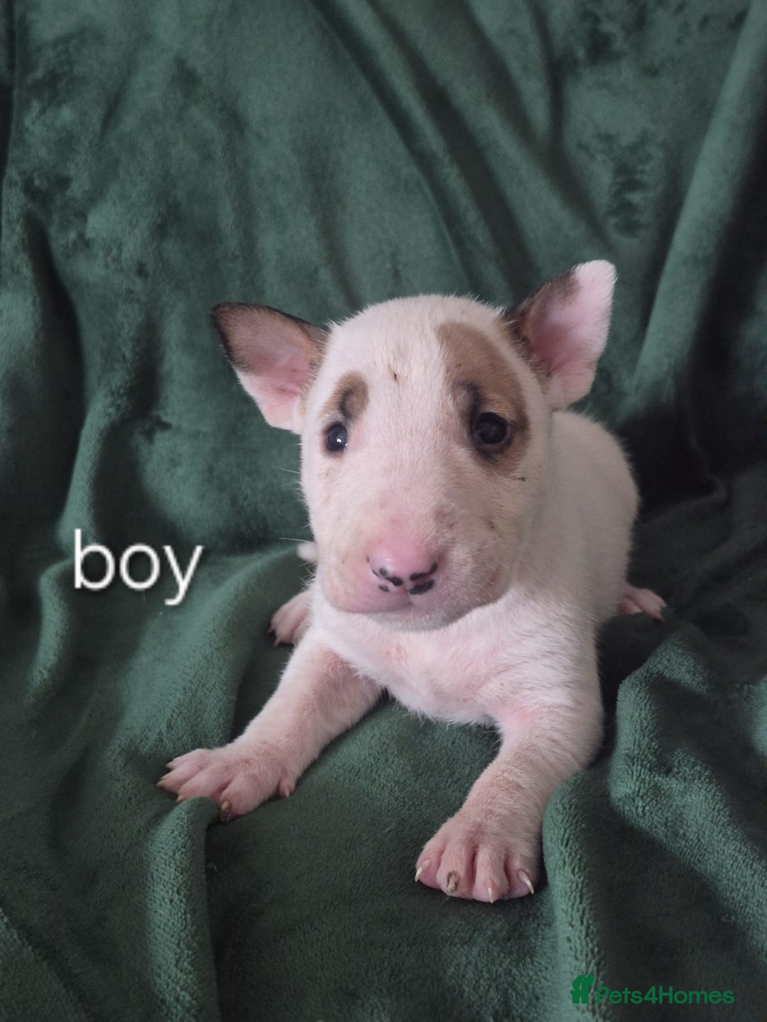 English Bull Terrier dogs for sale: Ready to leave now 7 English Bullterrier puppys - Image 28