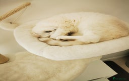 Scottish Fold cats for sale: White Scottish Fold Female looking for loving home - Image 14