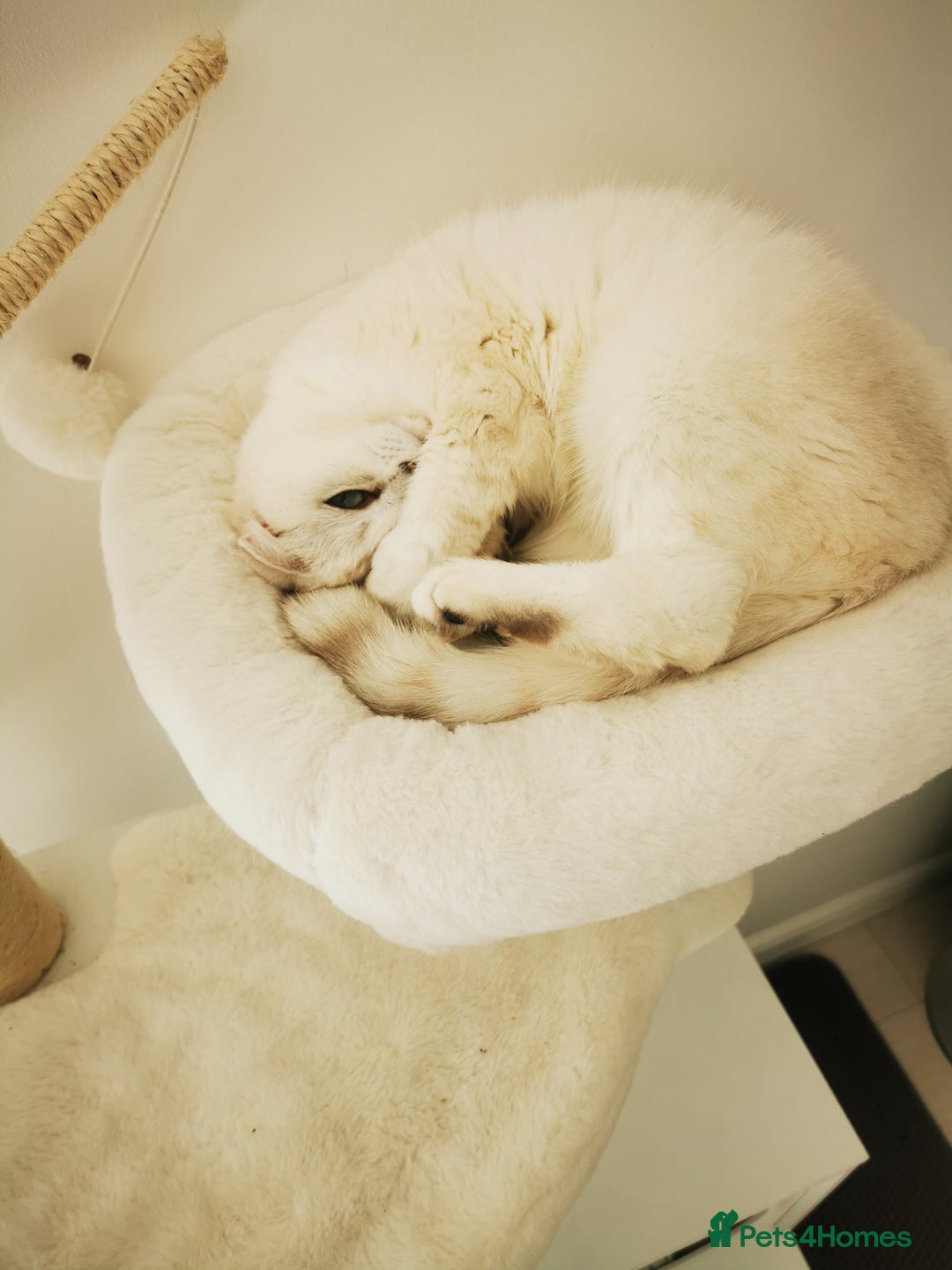 Scottish Fold cats for sale: White Scottish Fold Female looking for loving home - Image 14