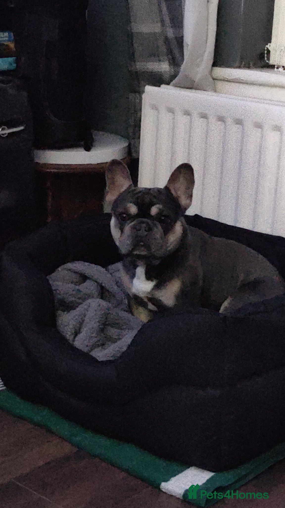 French Bulldog dogs Ace - male french bull dog - Advert 2