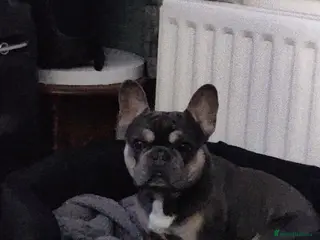 French Bulldog dogs Ace - male french bull dog - Advert 1