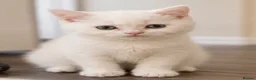 British Shorthair cats for sale: British shorthair adorable kittens ❤️ - Advert 8