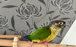 Conures birds for sale: Reggie the Conure - Image 4