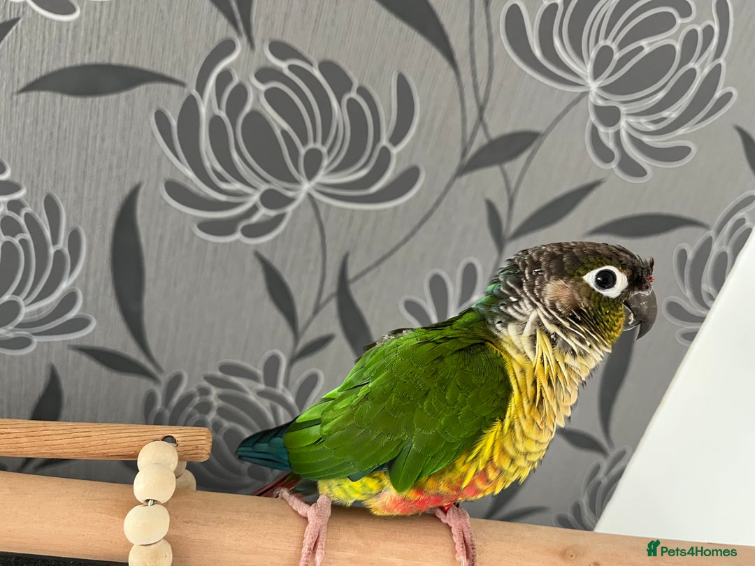 Conures birds for sale: Reggie the Conure - Image 4