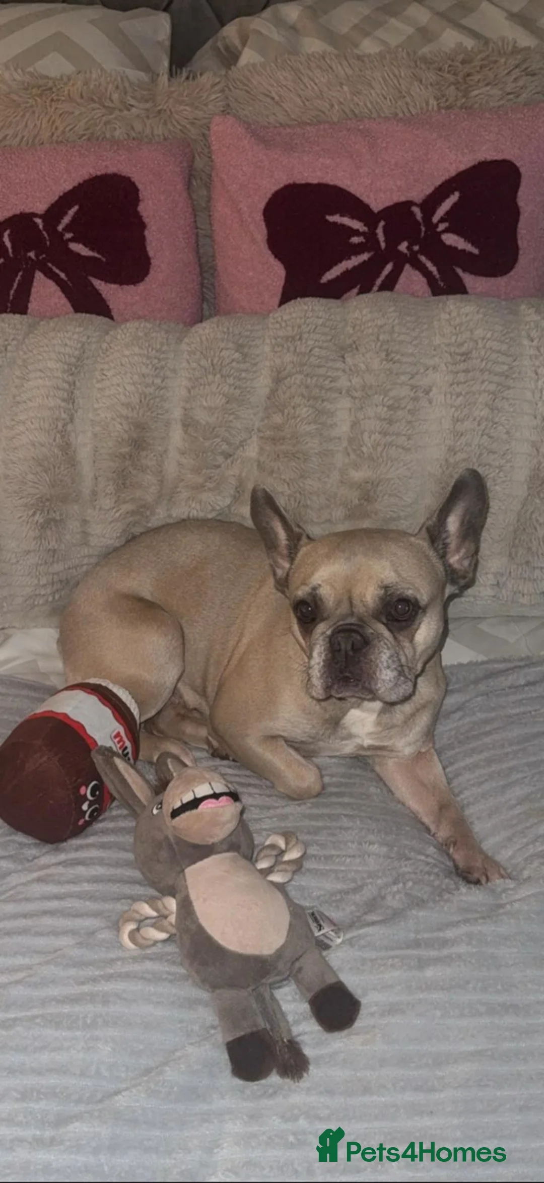 French Bulldog dogs for sale: French bulldog in Chesterfield - Advert 3