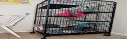 Ferret rodents for sale: 2 Ferrets for Sale, Seeking a Loving Home 15weeks - Advert 14