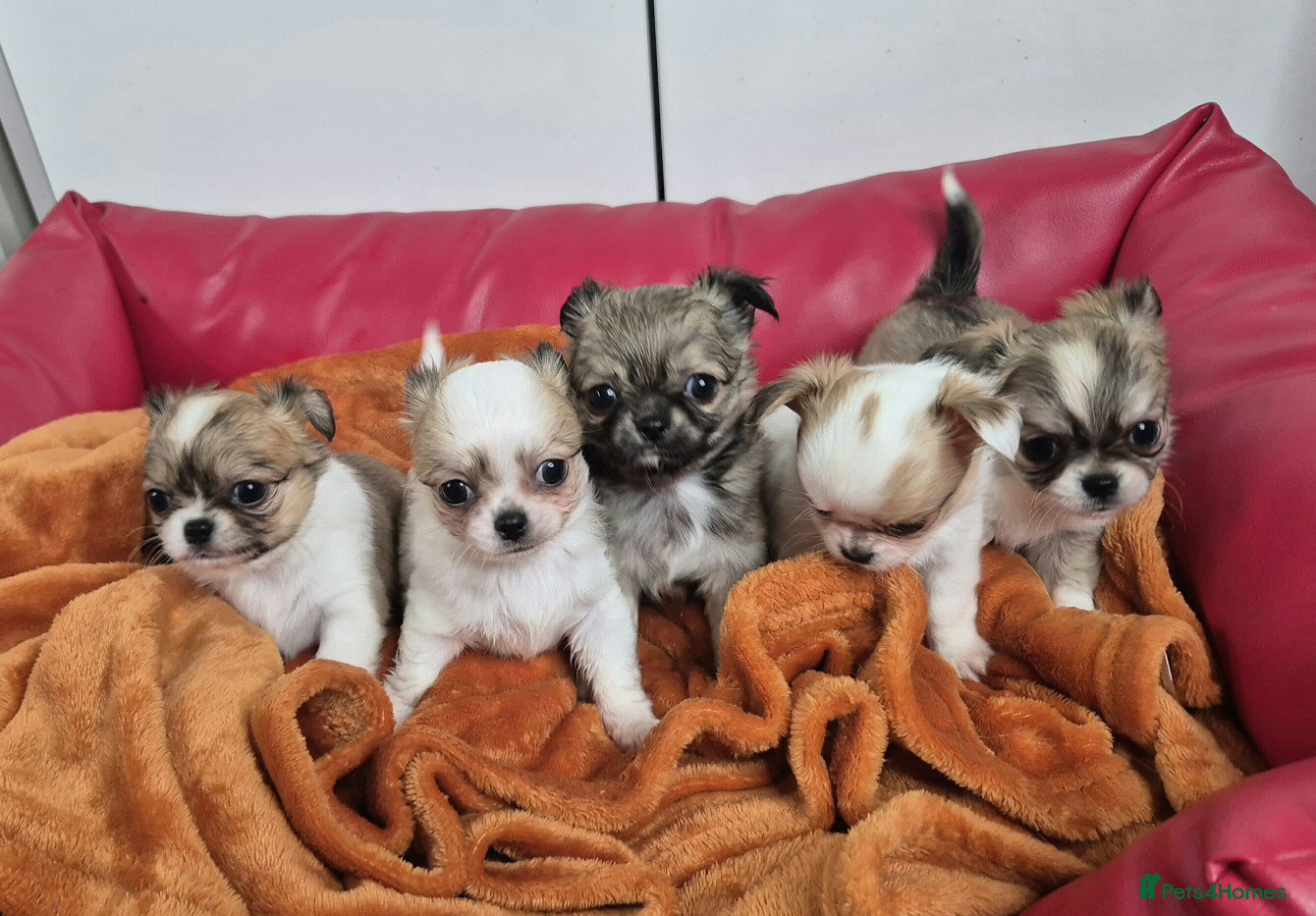 Chihuahua dogs KC registered chihuahua puppies  - Advert 13