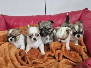 Chihuahua dogs KC registered chihuahua puppies - Advert 9