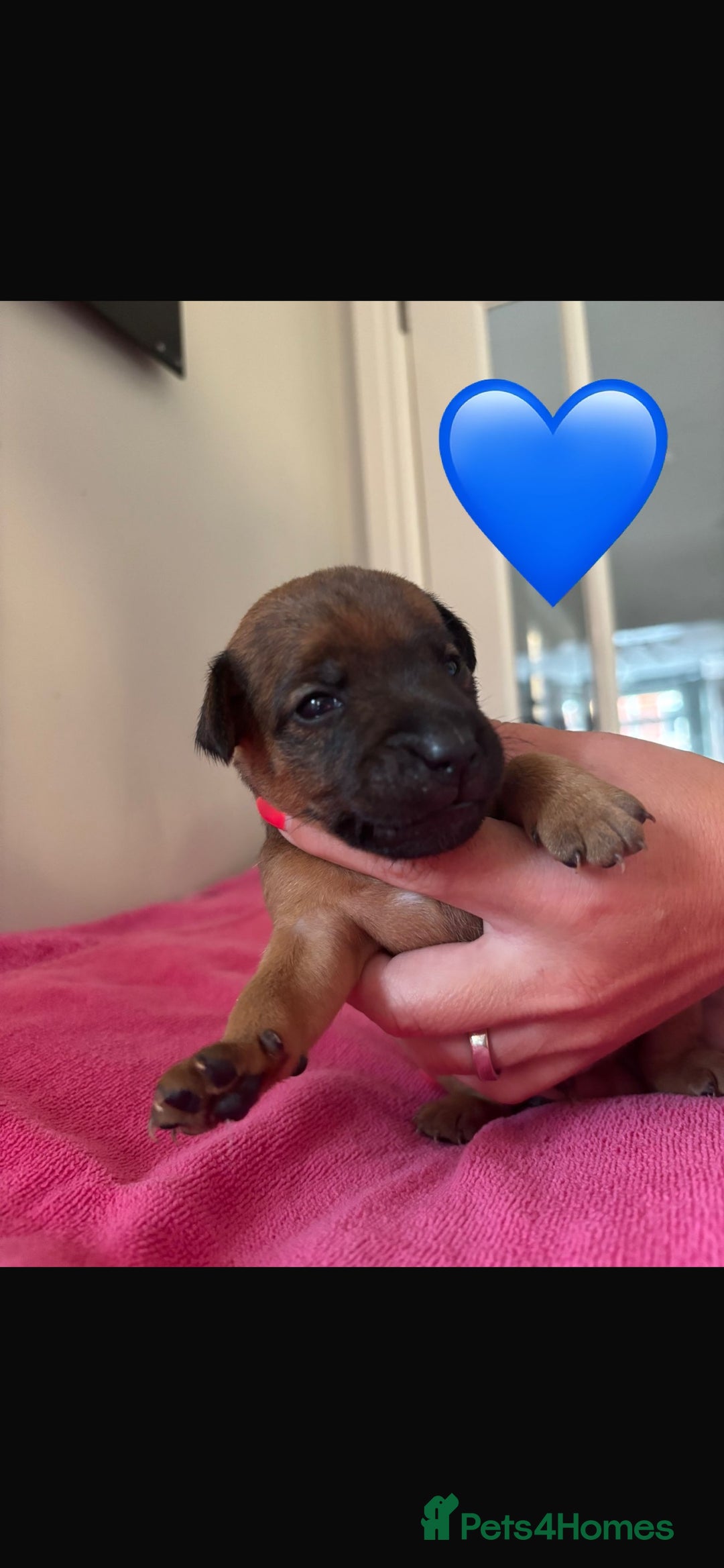 Patterdale Terrier dogs for sale: Patterdale Puppies - Image 5