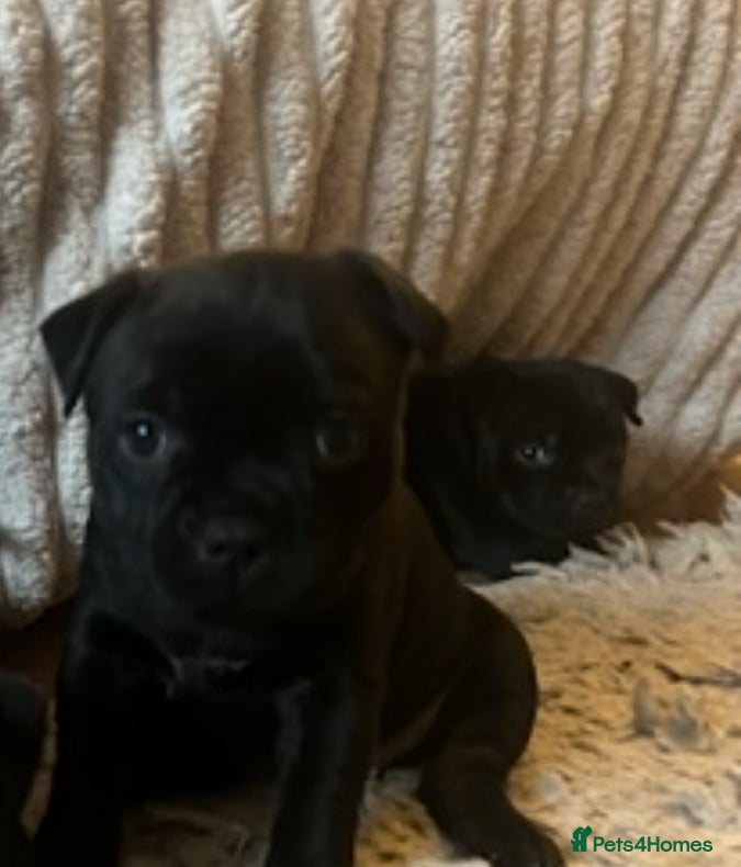 Staffordshire Bull Terrier dogs Solid black Kc staffy pups. Best in the country!  - Advert 11