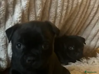 Staffordshire Bull Terrier dogs Solid black Kc staffy pups. Best in the country! - Advert 11