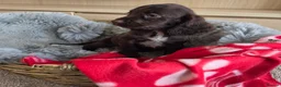 Cocker Spaniel dogs for sale: Amazing Working type Cocker Spaniels - Advert 24