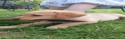 Labrador Retriever dogs for sale: Labrador puppies, from working stock.  - Advert 10