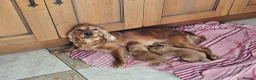 Cocker Spaniel dogs for sale: Gorgeous Cocker Spaniel Puppies - Advert 10