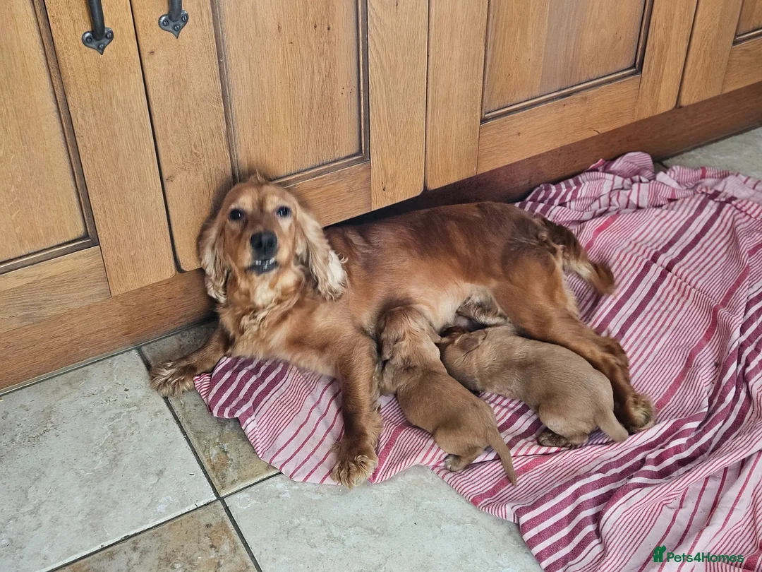 Cocker Spaniel dogs for sale: Gorgeous Cocker Spaniel Puppies - Advert 10