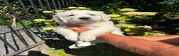 Golden Retriever dogs for sale: English cream golden retriever puppies in Rainham - Advert 7