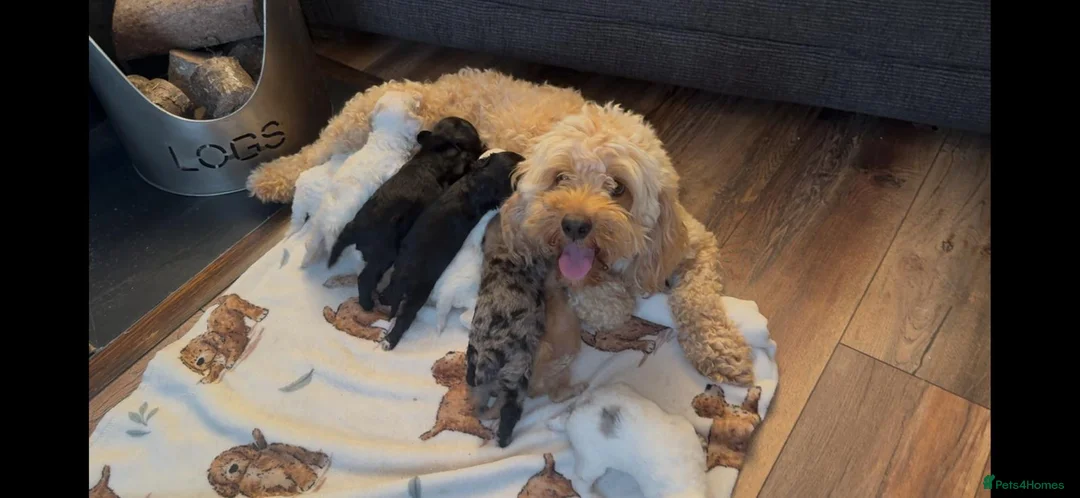 Cockapoo dogs for sale: GORGEOUS TEDDY BEAR FACED COCKAPOO'S  - Advert 17