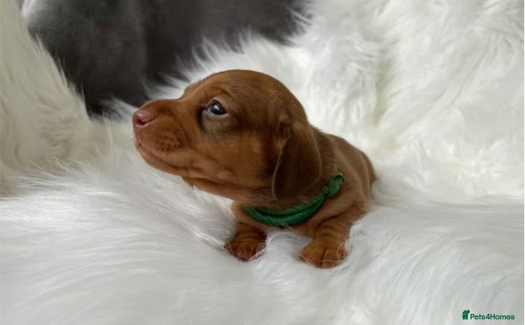Miniature Dachshund dogs - Advert 15
