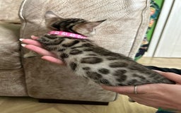 Bengal cats for sale: ❤️ Gorgeous Pure Bengal Kittens Available ❤️ - Image 9
