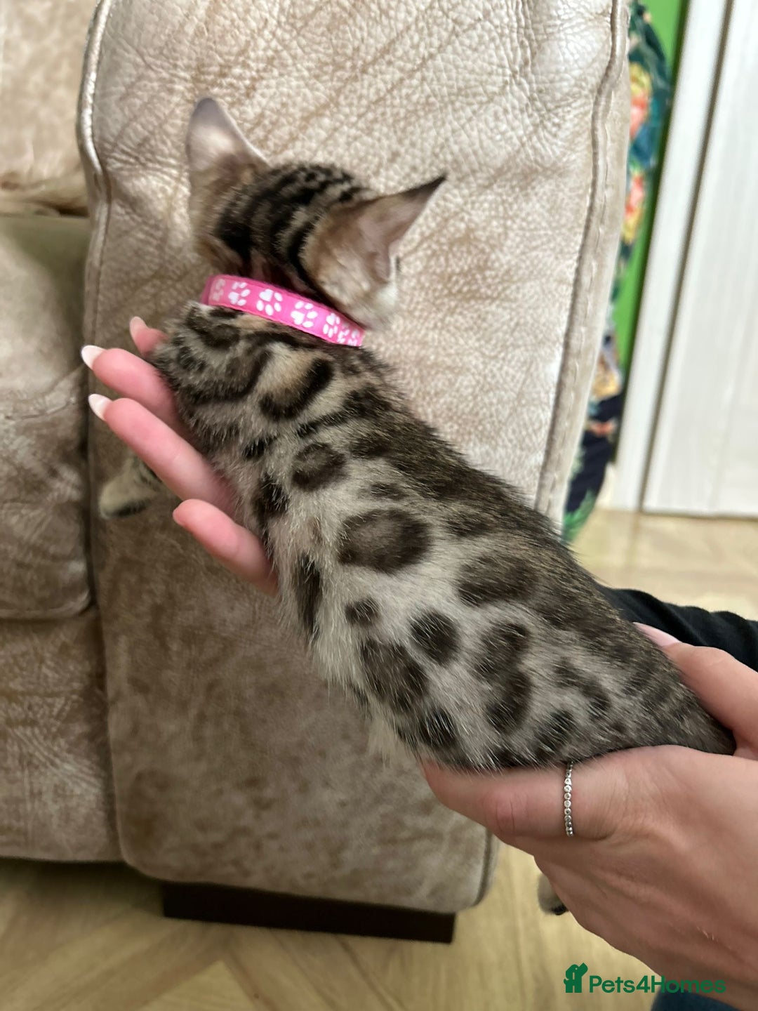 Bengal cats for sale: ❤️ Gorgeous Pure Bengal Kittens Available ❤️ - Image 9