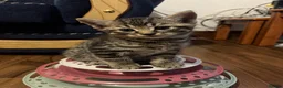 American Shorthair cats for sale: 6 Kittens - Advert 3