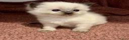 Ragdoll cats for sale: Beautiful Ragdoll Kittens - Advert 10