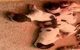 English Springer Spaniel dogs for sale: Springer Spaniel puppies - top pedigree - Image 10