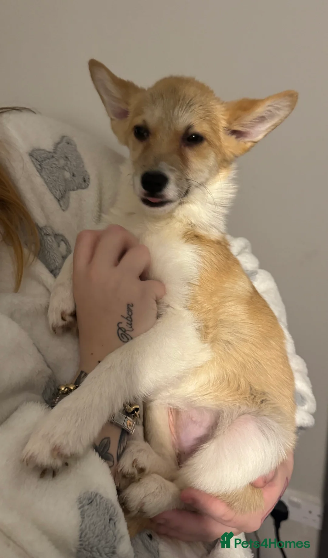 Welsh Corgi Pembroke dogs for sale: Last girl Welsh Pembroke corgi READY TO LEAVE - Advert 20