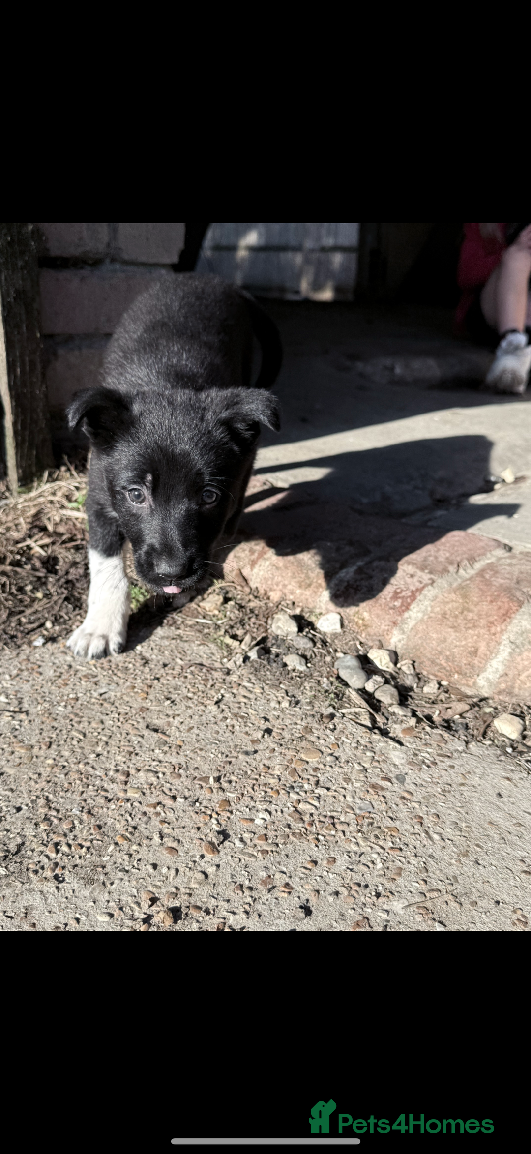 Mixed Breed dogs for sale: beautiful German shepherd x border collie puppies  - Image 4