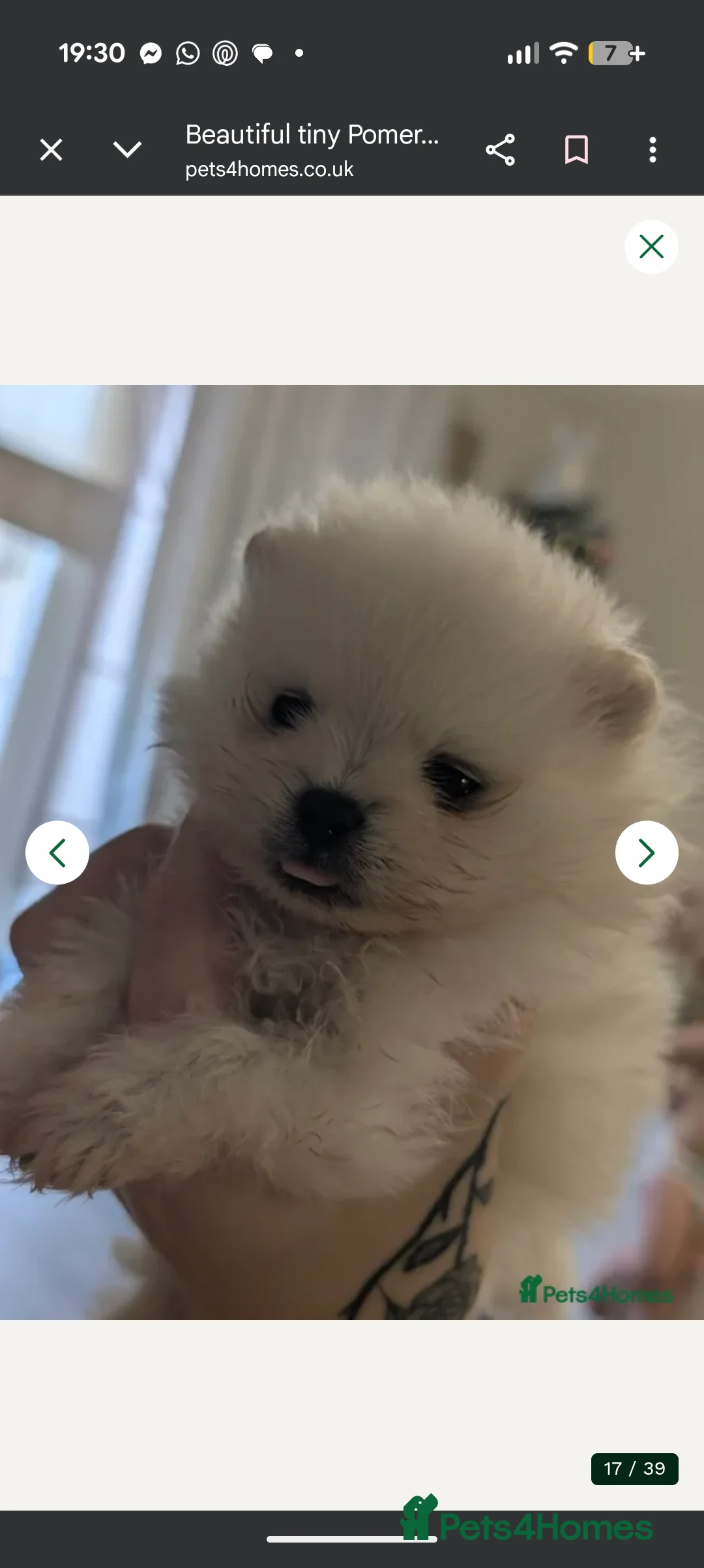 Pomeranian dogs for sale: Last little girl pomeranian puppy  - Advert 10
