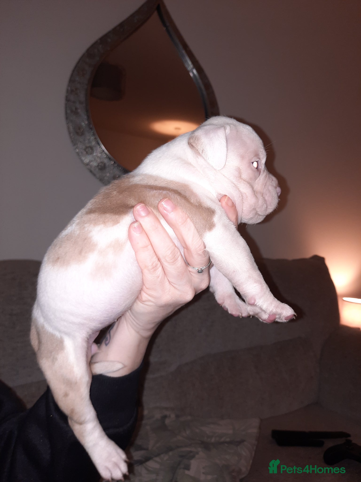 American Bully dogs for sale: Abkc reg platinum/champion pocket bullies - Advert 34