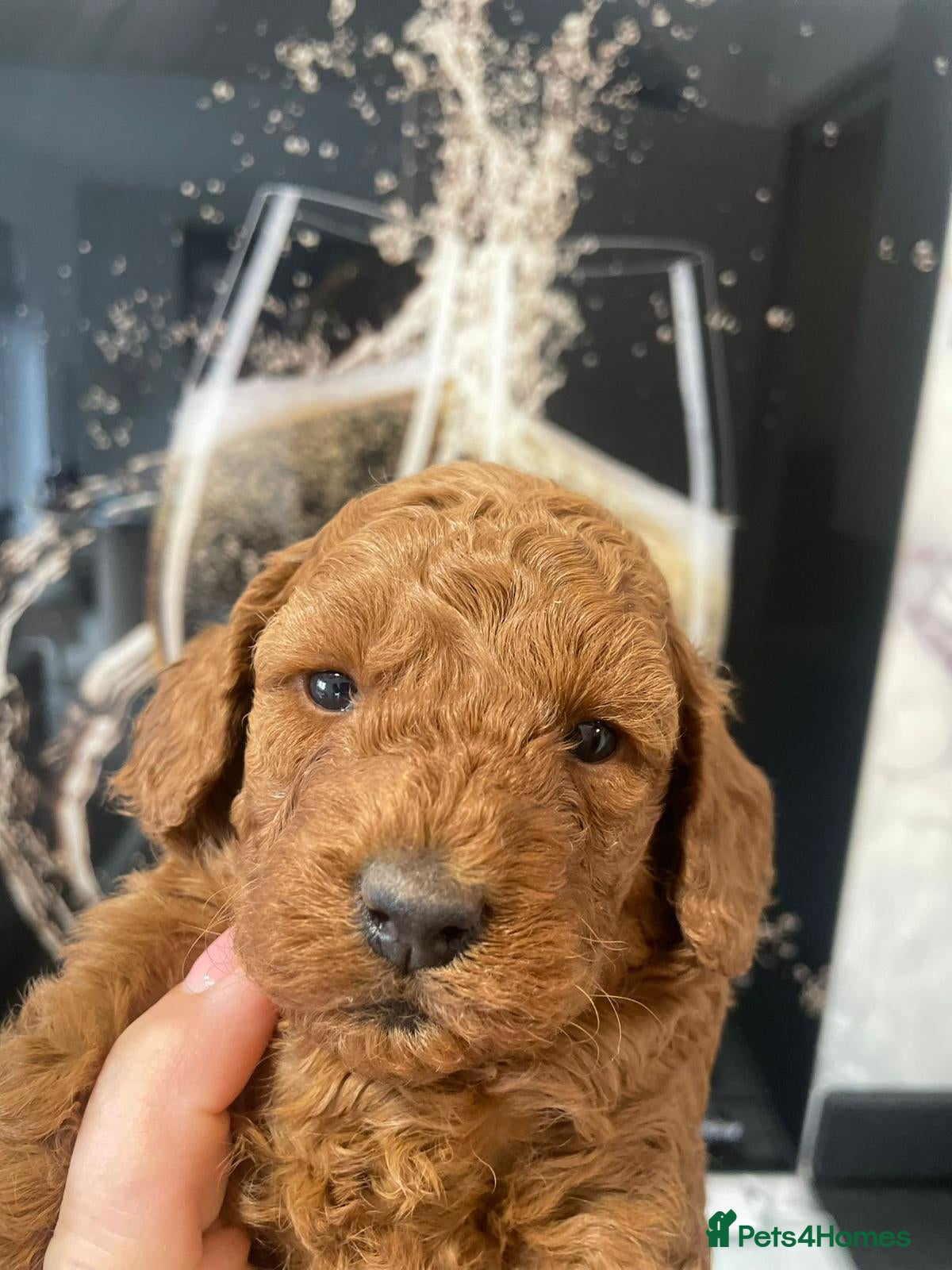 Cockapoo dogs Laboratory Health tested parents  - Advert 3
