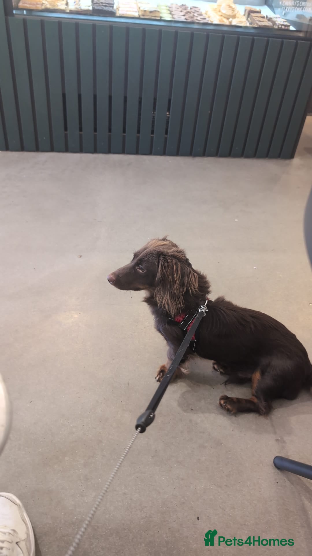 Miniature Dachshund dogs for sale: Miniature long haired dachshund - Image 4