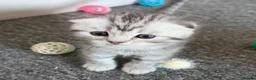 Scottish Fold cats for sale: Scottish Fold kittens  - Advert 25