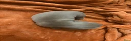 Dachshund dogs for sale: Mini dachshunds  - Advert 8