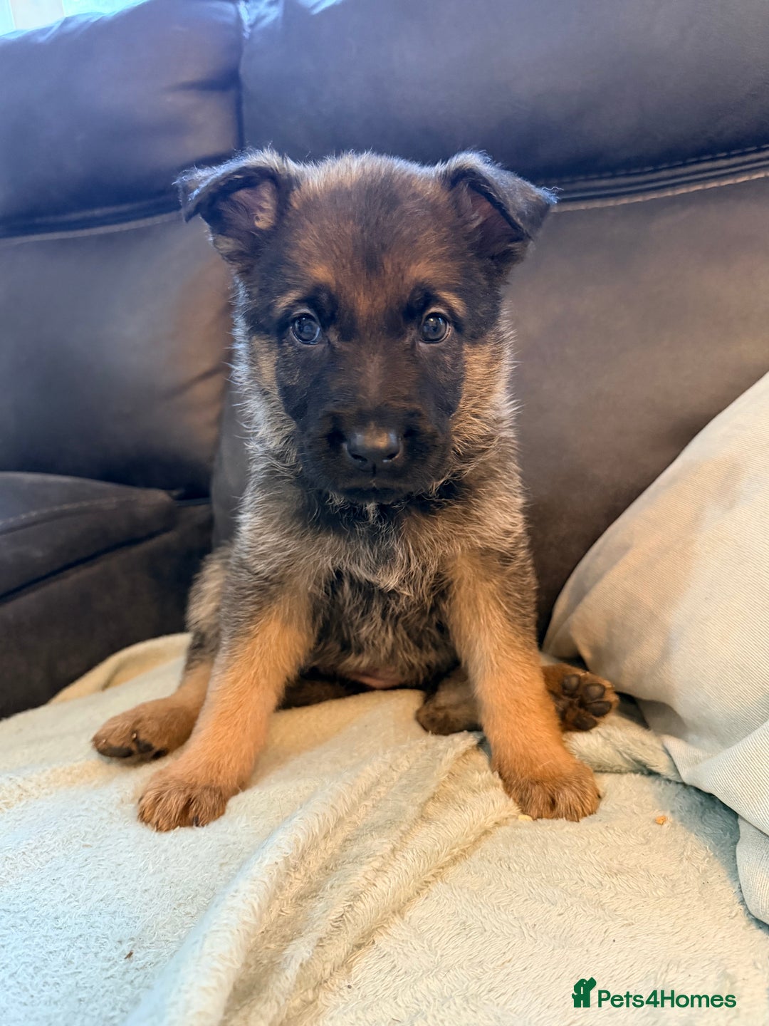 German Shepherd dogs for sale: LITTER DUE  - Advert 1