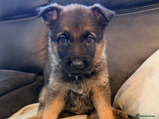 German Shepherd dogs for sale: LITTER DUE - Advert 2