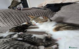 Mixed Breed cats for sale: Kittens  - Image 4
