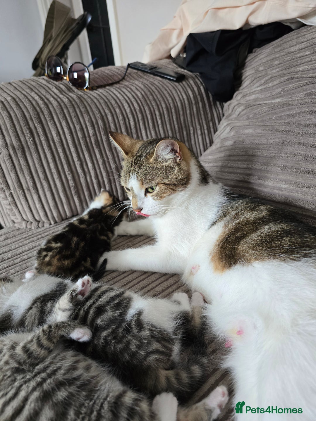 Mixed Breed cats for sale: Kittens  - Image 4