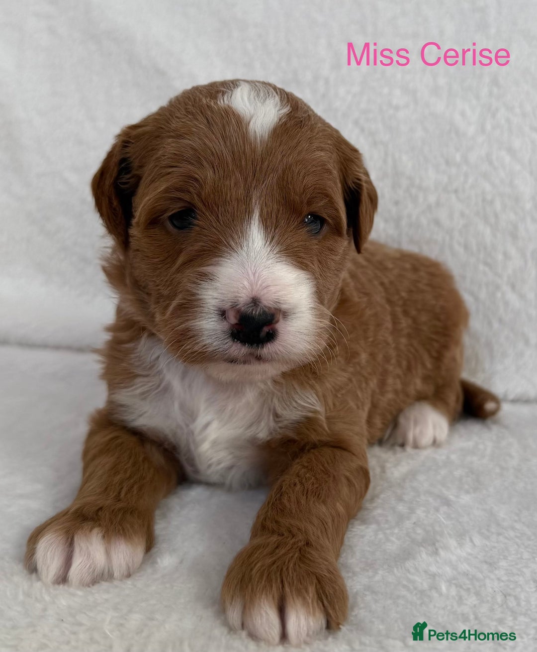 Australian Labradoodle dogs for sale: Australian Labradoodle Pups  - Image 5
