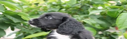 Cocker Spaniel dogs for sale:  Black male working cocker kc reg health tested - Advert 4